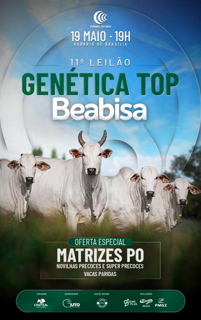 11º Leilão Genética Top Beabisa oferta matrizes nelore PO hoje às 19h no Canal do Boi
