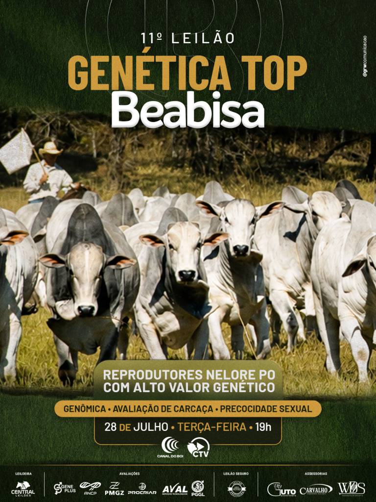 11º Leilão Genética Top Beabisa oferta reprodutores Nelore PO nesta terça-feira às 19h