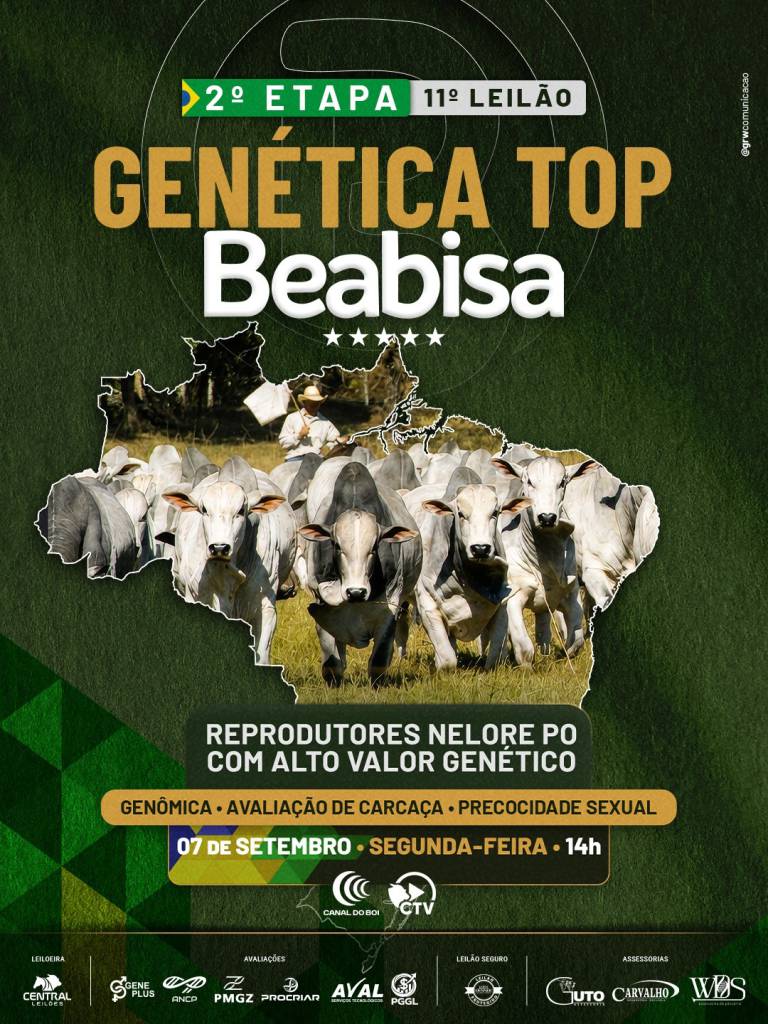 11º Leilão Genética Top Beabisa oferta reprodutores nelore PO selecionados hoje às 14h no Canal do Boi