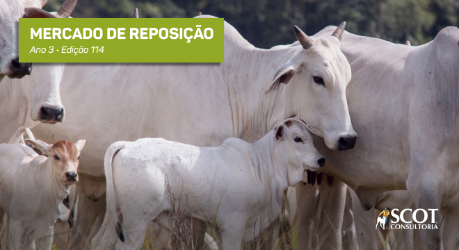 Mercado de reposição - Edição 114 - Bezerro caro e menos matrizes: produtividade da cria entra no centro do debate