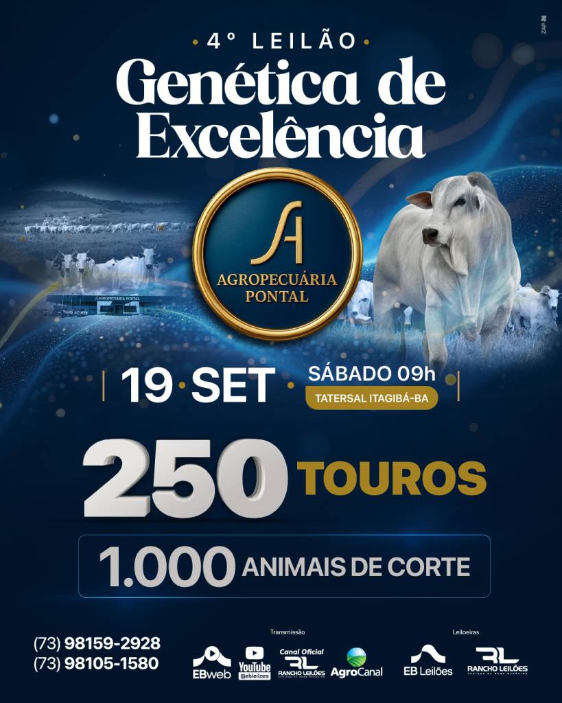 Agropecuária Pontal oferta 250 touros e 1.000 animais de corte neste sábado no AgroCanal