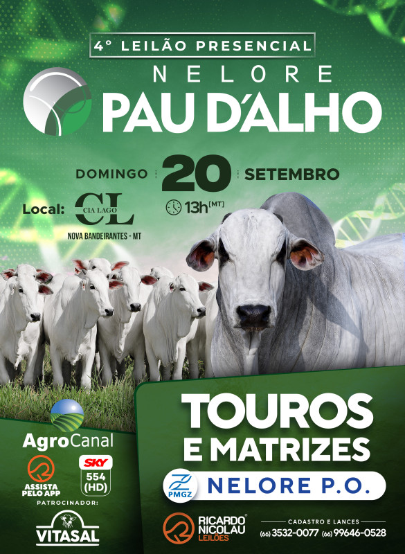 4º Leilão Presencial Nelore Pau D’Alho hoje às 14h no AgroCanal