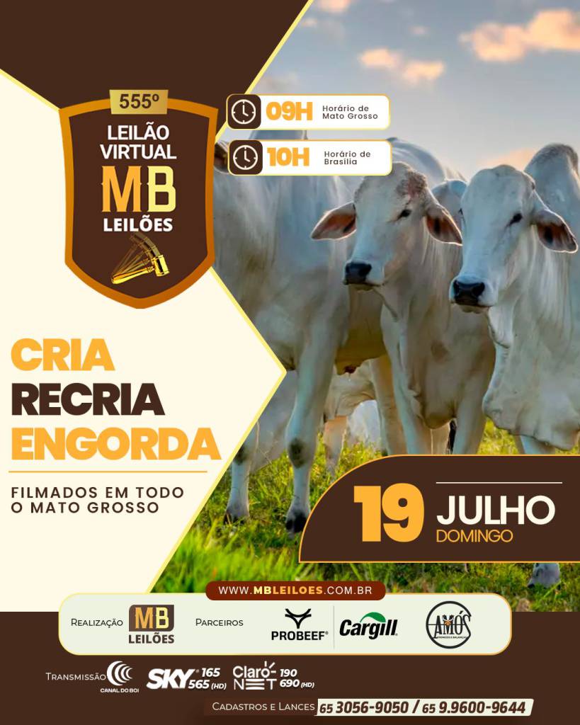 Canal do Boi exibe neste domingo o 555º Leilão Virtual MB Leilões com gado de corte