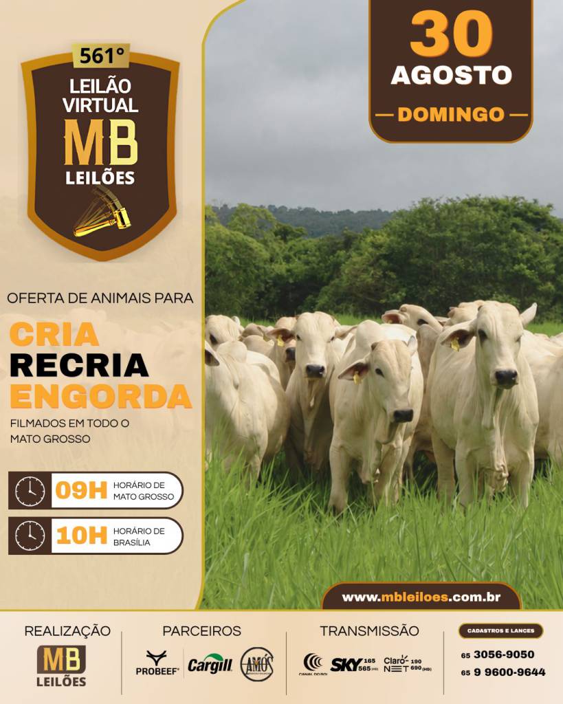 561º Leilão Virtual da MB Leilões oferta gado de corte neste domingo no Canal do Boi
