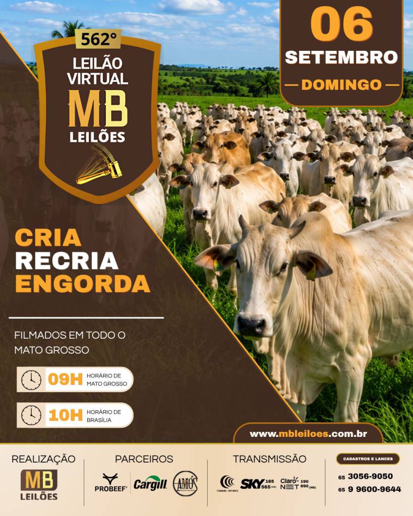 MB Leilões oferta animais para cria, recria e engorda neste domingo no Canal do Boi e AgroCanal