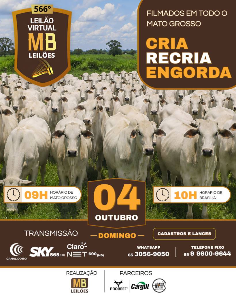 MB Leilões realiza tradicional leilão de gado de corte neste domingo no Canal do Boi