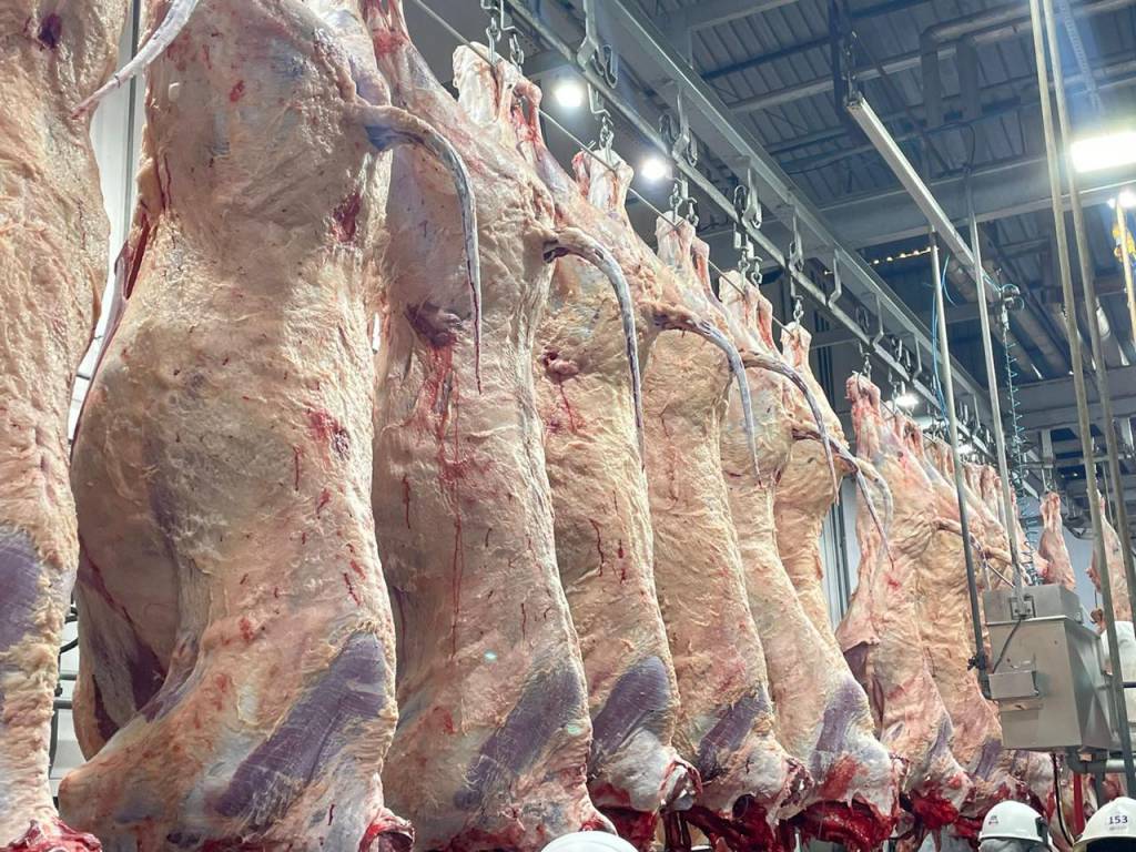 Abates de bovinos são recordes para o primeiro trimestre de 2026
