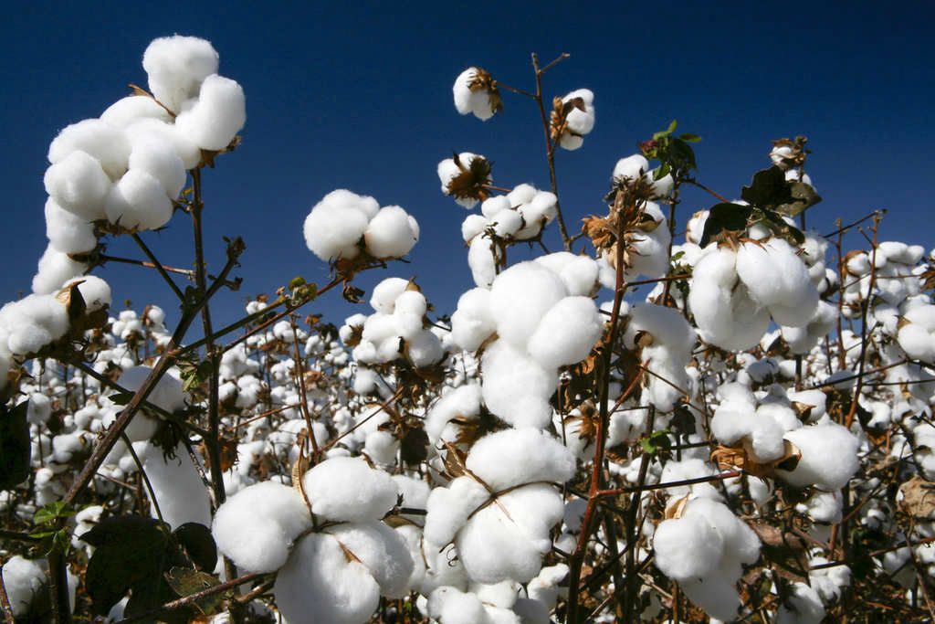Imea e Senar MT divulgam custos de produção de algodão, soja e milho em Mato Grosso