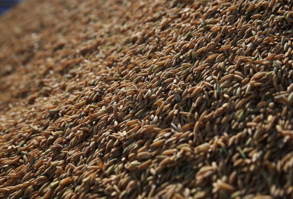Federarroz: leilão de Pepro negocia 22,7 mil t de arroz do Rio Grande do Sul