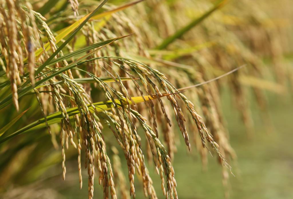 Conab realiza leilões para oferta de venda de arroz e de soja provenientes de pesquisa agropecuária