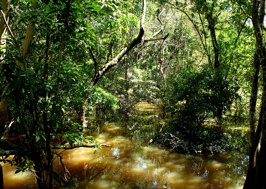 Fungo amazônico pode controlar doenças agrícolas e gerar novos antibióticos