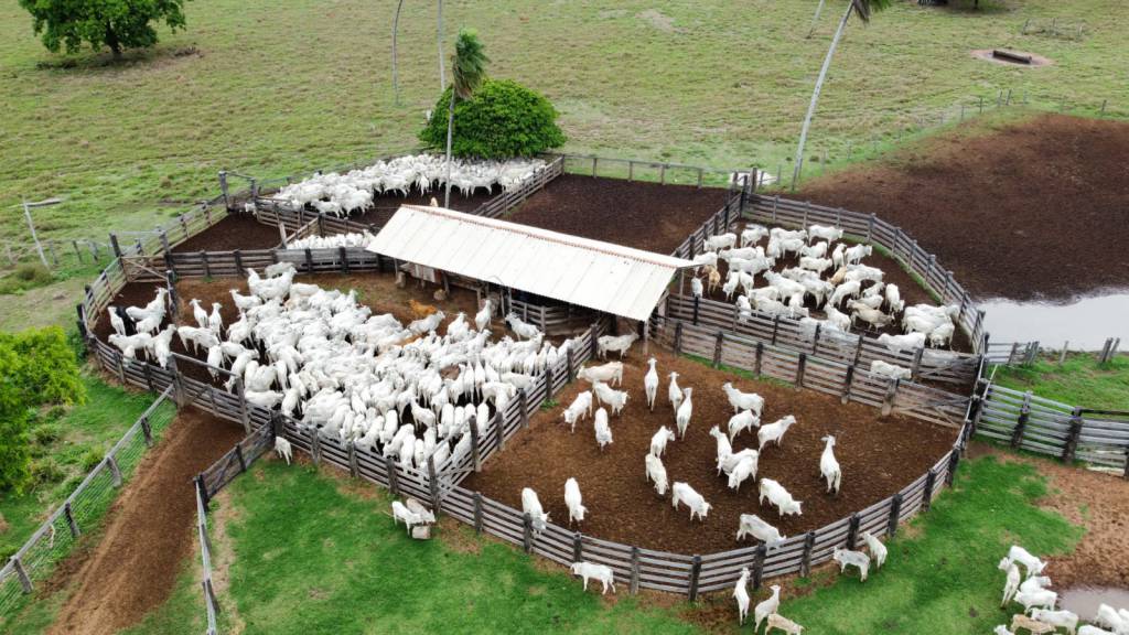 Centro-sul e Sudeste lideram expansão pecuária em ano de recorde de abates para o setor no Mato Grosso