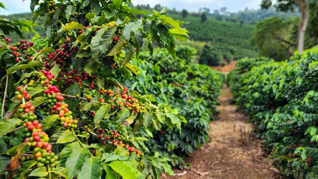 Média parcial de abril do café robusta é a menor desde março/24