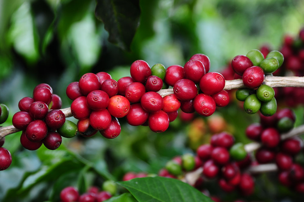 Desvalorização do café é intensificada com estimativa de safra recorde