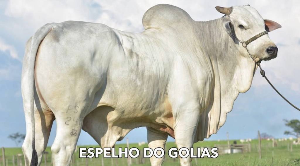 Genética BR realiza venda especial de sêmen dos melhores touros do mercado hoje às 20h no Canal do Boi