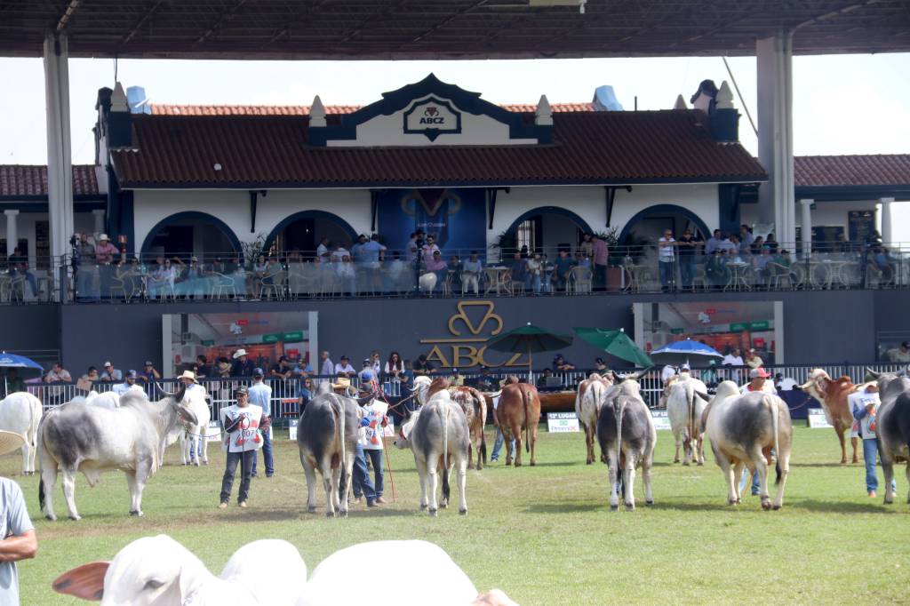 ExpoZebu 2026 terá eleições, registro histórico e premiações nas raças zebuínas