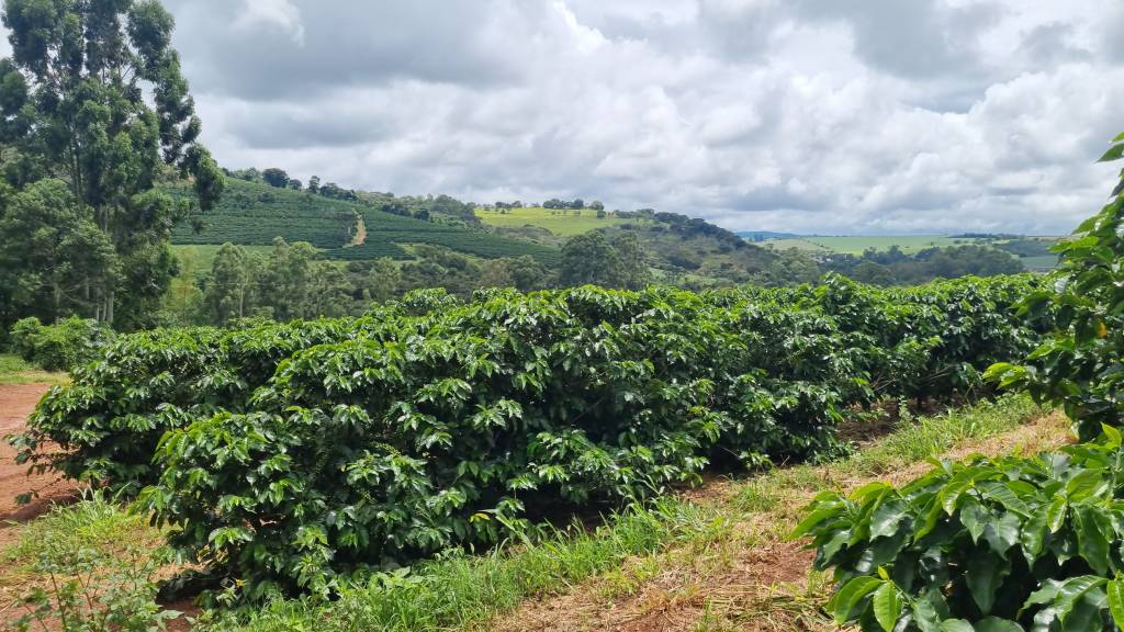 Alta do diesel preocupa cafeicultor com proximidade da colheita