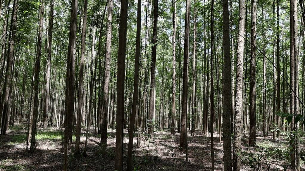 Silvicultura impulsiona produção na agroindústria e no campo em Minas Gerais