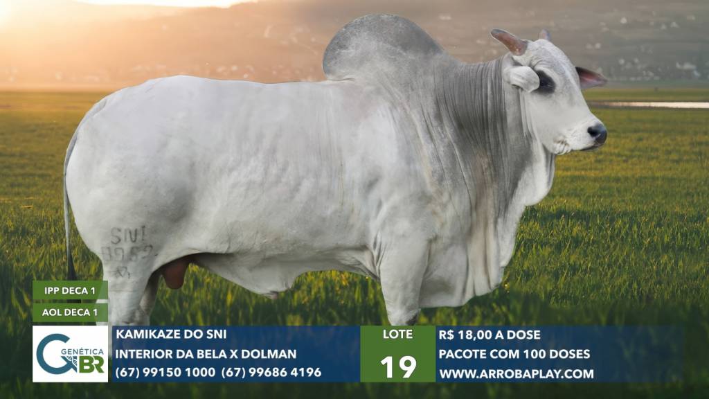Genética BR realiza venda especial de sêmen dos melhores touros do mercado hoje às 20h no Canal do Boi