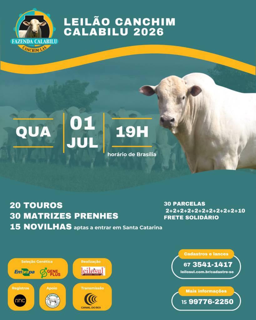 Leilão Canchim Calabilu hoje às 19h no Canal do Boi