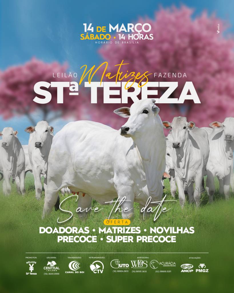 Leilão da Fazenda Santa Tereza oferta matrizes selecionadas no Canal do Boi