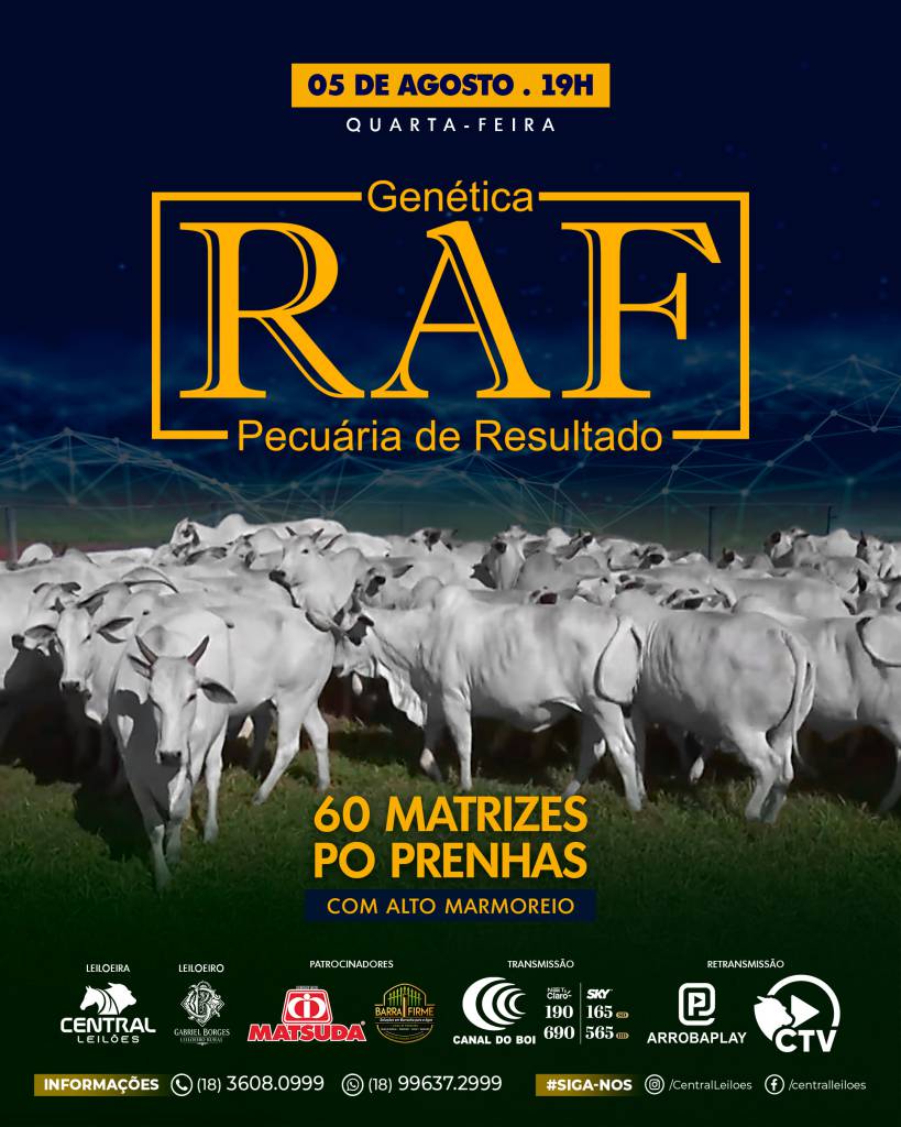 Leilão Genética RAF oferta matrizes PO de alto marmoreio nesta quarta às 19h no Canal do Boi
