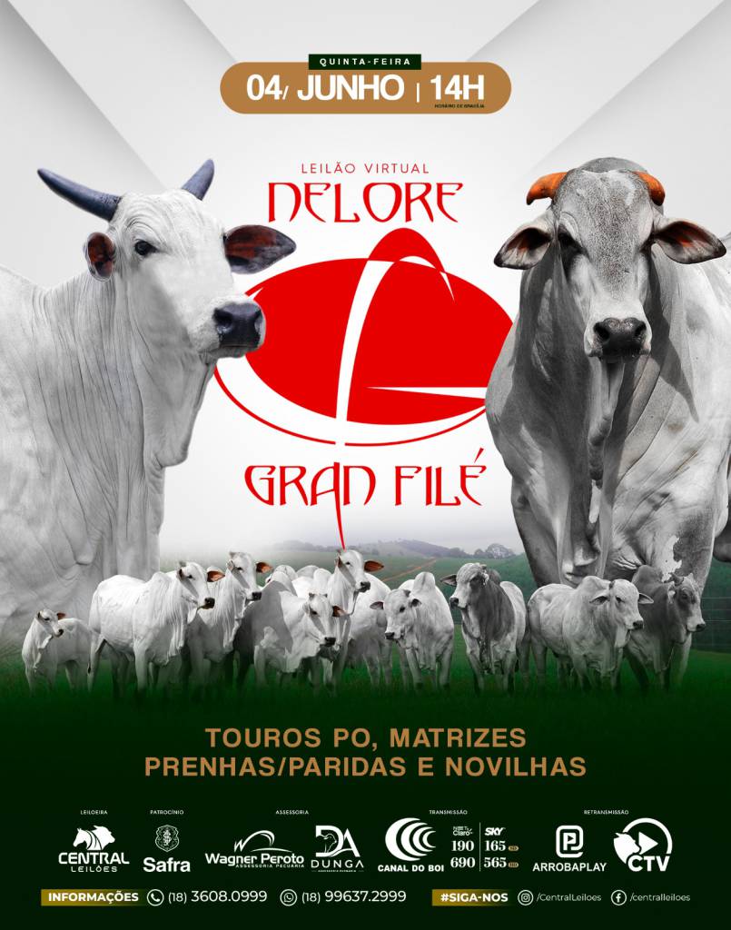 Leilão Nelore Gran Filé oferta touros PO, matrizes prenhas ou paridas e novilhas hoje às 14h no Canal do Boi