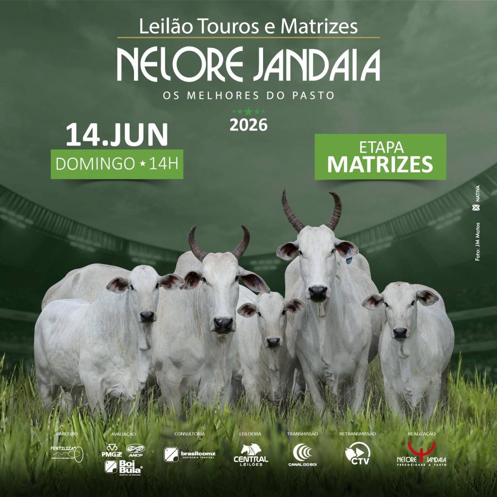 Leilão de Matrizes Nelore Jandaia hoje às 14h no Canal do Boi
