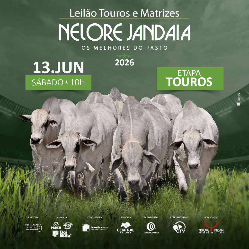 Leilão de Touros Nelore Jandaia hoje às 10h no Canal do Boi