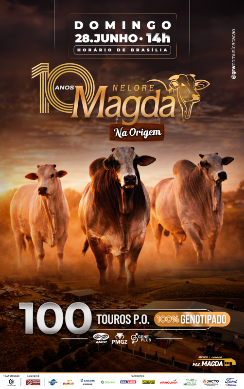 Leilão Nelore Magda – Na Origem oferta 100 touros PO genotipados neste domingo em Carlinda (MT)