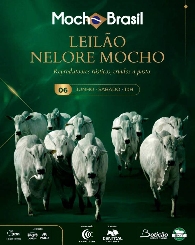 Leilão Virtual Nelore Mocho Brasil hoje às 10h no Canal do Boi