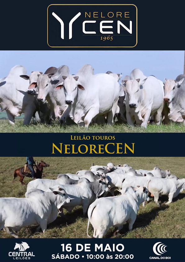 Leilão de Touros NeloreCen hoje às 10h no Canal do Boi