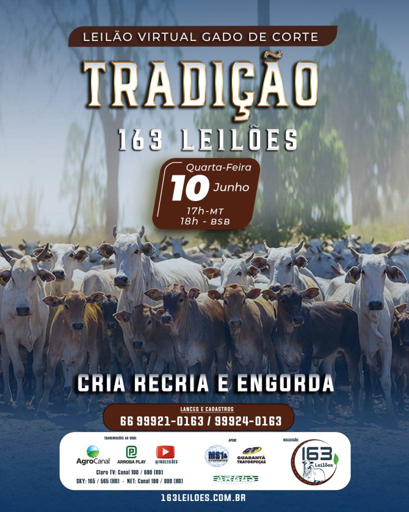 Leilão Virtual de Gado de Corte Tradição hoje às 18h no AgroCanal