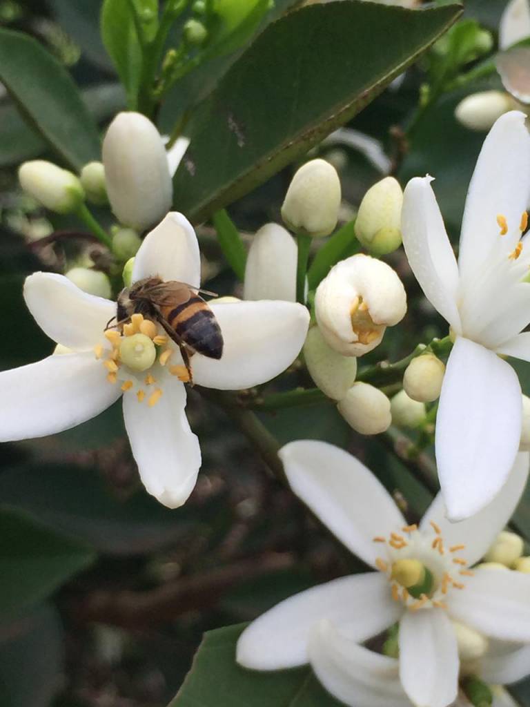 Abelhas são fundamentais para a agricultura