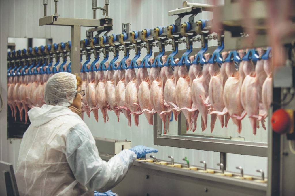 Mesmo com desafios geopolíticos, exportações de frango são recordes no 1º semestre