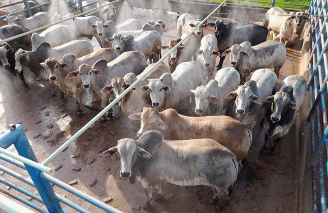 Oferta restrita de gado gordo sustenta preços e força férias coletivas em frigoríficos
