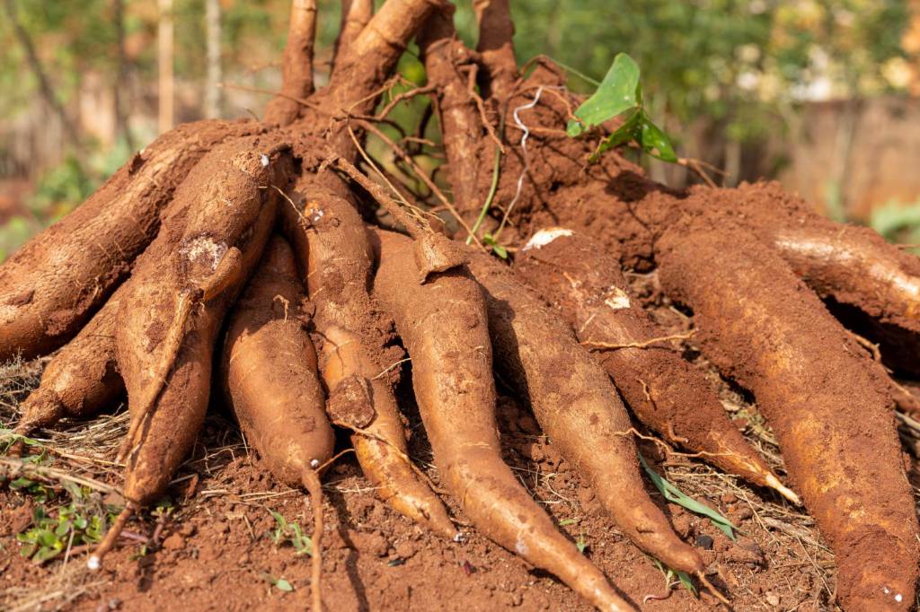 Menor oferta de mandioca reduz pressão sobre preços e anima produtores