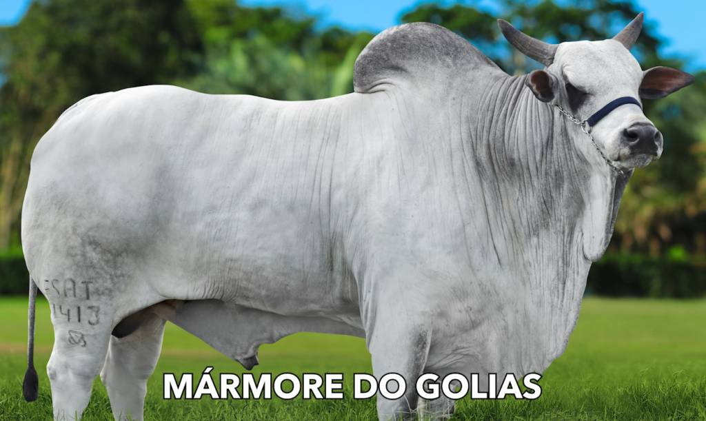 Genética BR realiza venda especial de sêmen dos melhores touros do mercado hoje às 20h no Canal do Boi