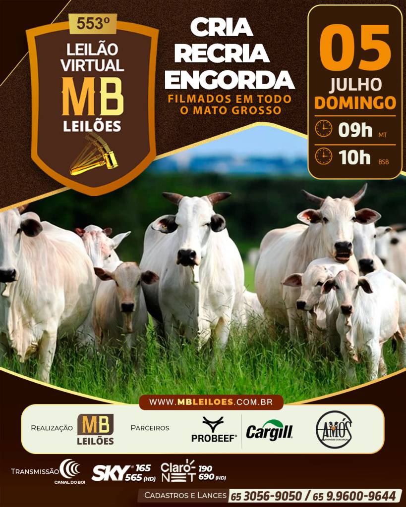553º Leilão Virtual Gado de Corte acontece neste domingo às 10h no Canal do Boi