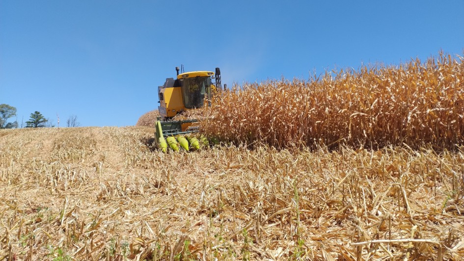 IBGE: safra 2025 é recorde para milho, soja, sorgo, algodão e café canephora
