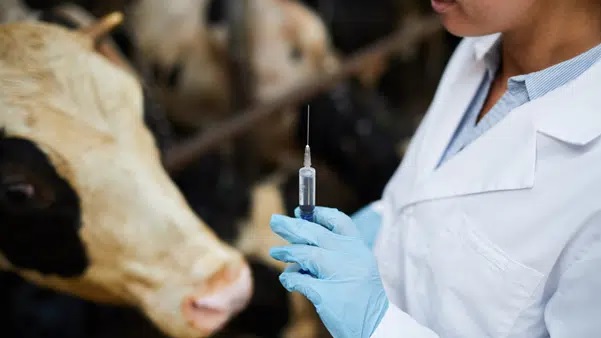 Vacinação contra brucelose tem início em todo o País para reforçar sanidade dos rebanhos