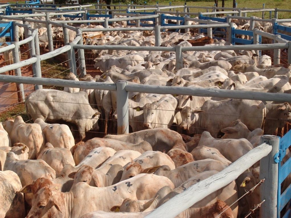 Queda de braço entre frigoríficos e pecuaristas mantém mercado do boi gordo travado
