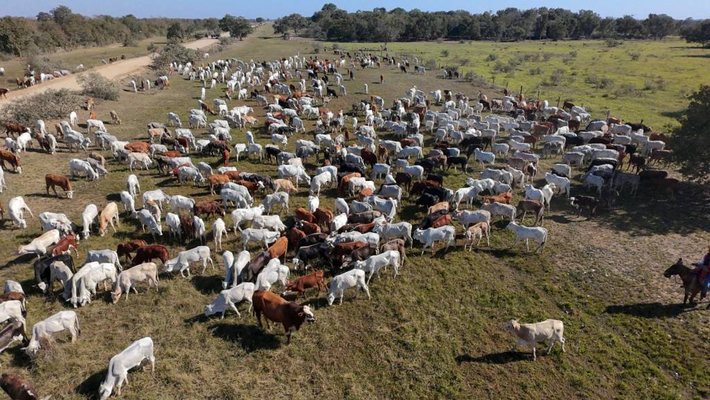 Números apontam para um Pantanal mais sustentável e uma pecuária mais tecnificada em MS