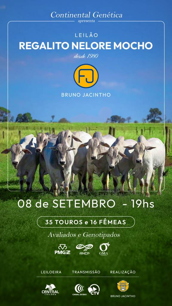 Regalito Nelore Mocho oferta touros e fêmeas hoje às 19h no Canal do Boi