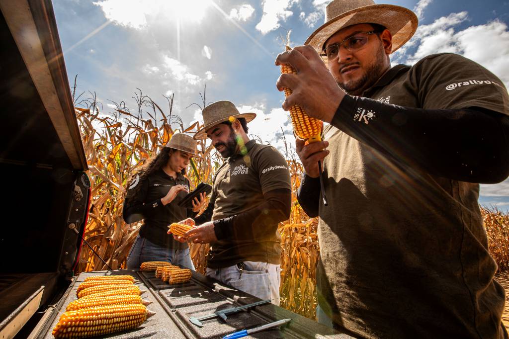 Segunda safra de milho confirma bom potencial produtivo, mas cenário econômico desafia agricultores