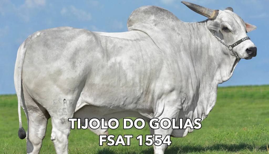 Sexta-feira com venda especial de sêmen do Genética BR às 21h no Canal do Boi