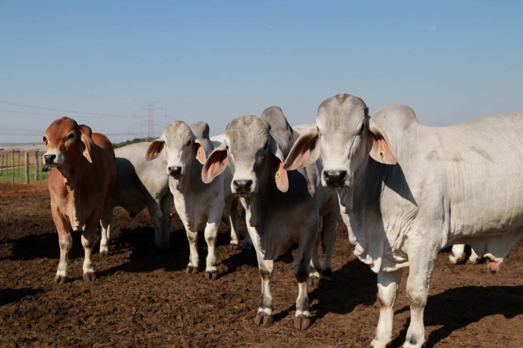 Inscrições abertas para 6ª Prova de Eficiência e Performance Brahman