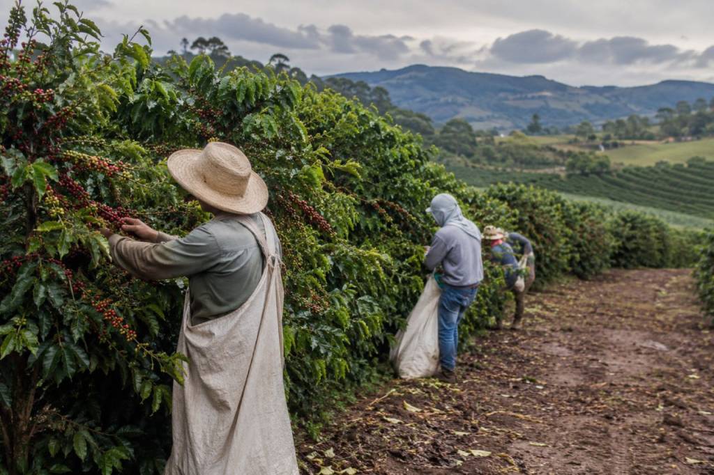 Chuvas de fim de safra ameaçam qualidade de 30% do café arábica a colher