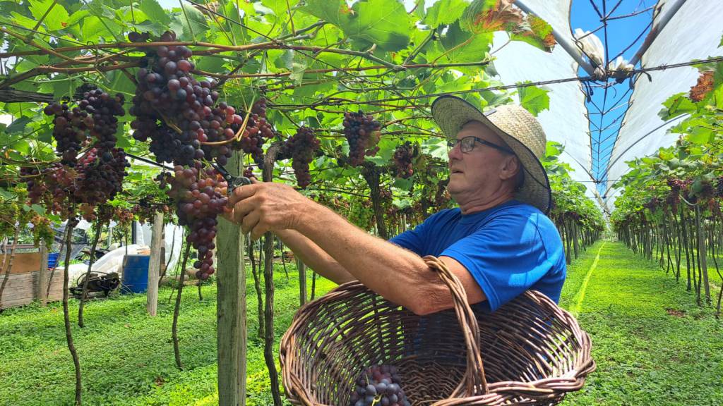 UVA/CEPEA: Junho se inicia com melhora na demanda e expectativa de ajustes nos preços