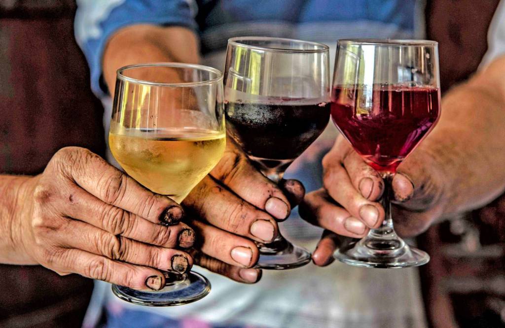 Rio Grande do Sul celebra Dia do Vinho com safra recorde e R$ 44,3 milhões para fortalecer o setor
